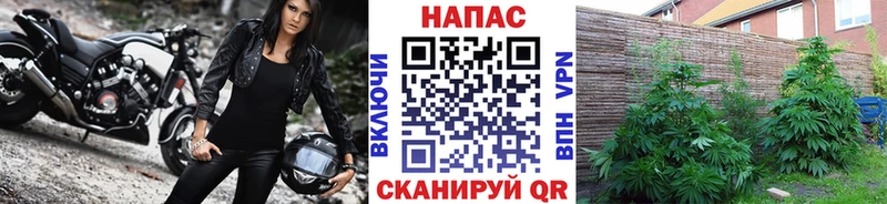Бошки марихуана ГИДРОПОН кракен как войти Сосенский darknet состав что такое